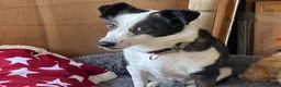 Mixed Breed dogs for adoption: Meet Lilo, currently residing in Hampshire  in Hayling Island - Advert 2