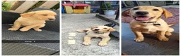 Labrador Retriever dogs for sale: Male 20 weeks old lab - Advert 4