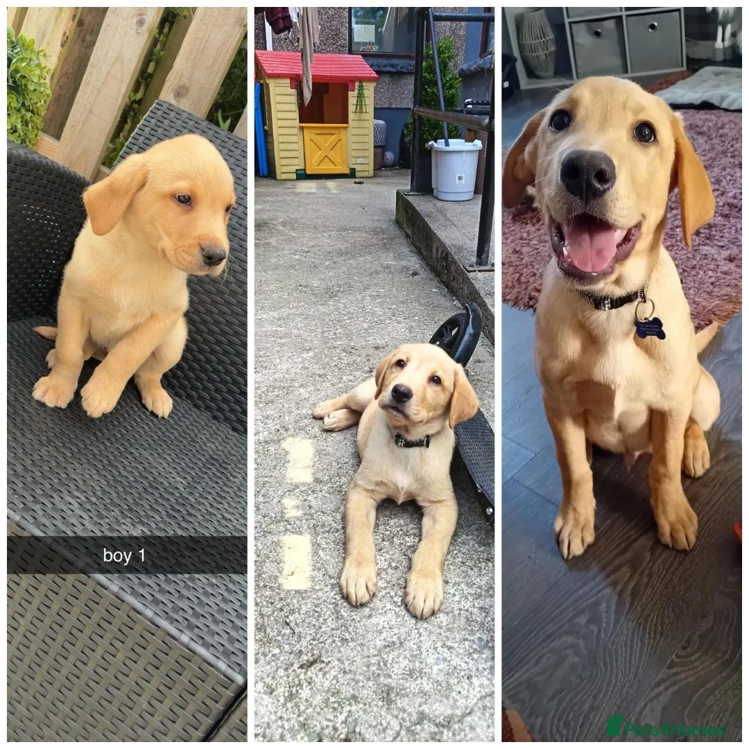 Labrador Retriever dogs for sale: Male 20 weeks old lab - Advert 4