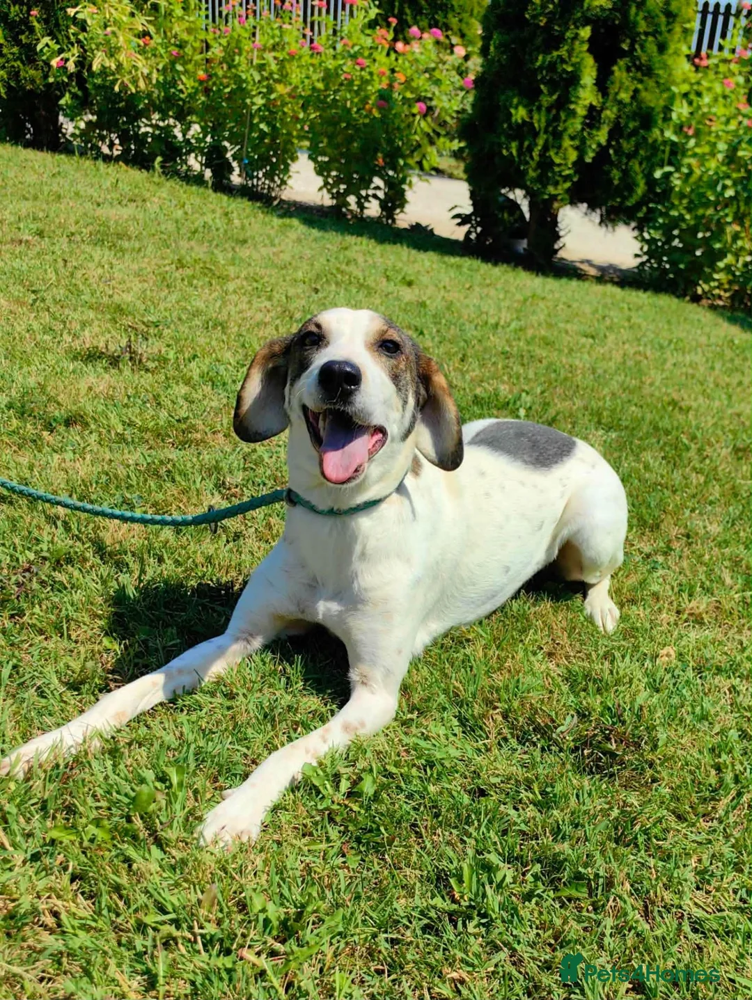 Mixed Breed dogs for adoption: Our lovely Elsie is looking for her forever home - Advert 2