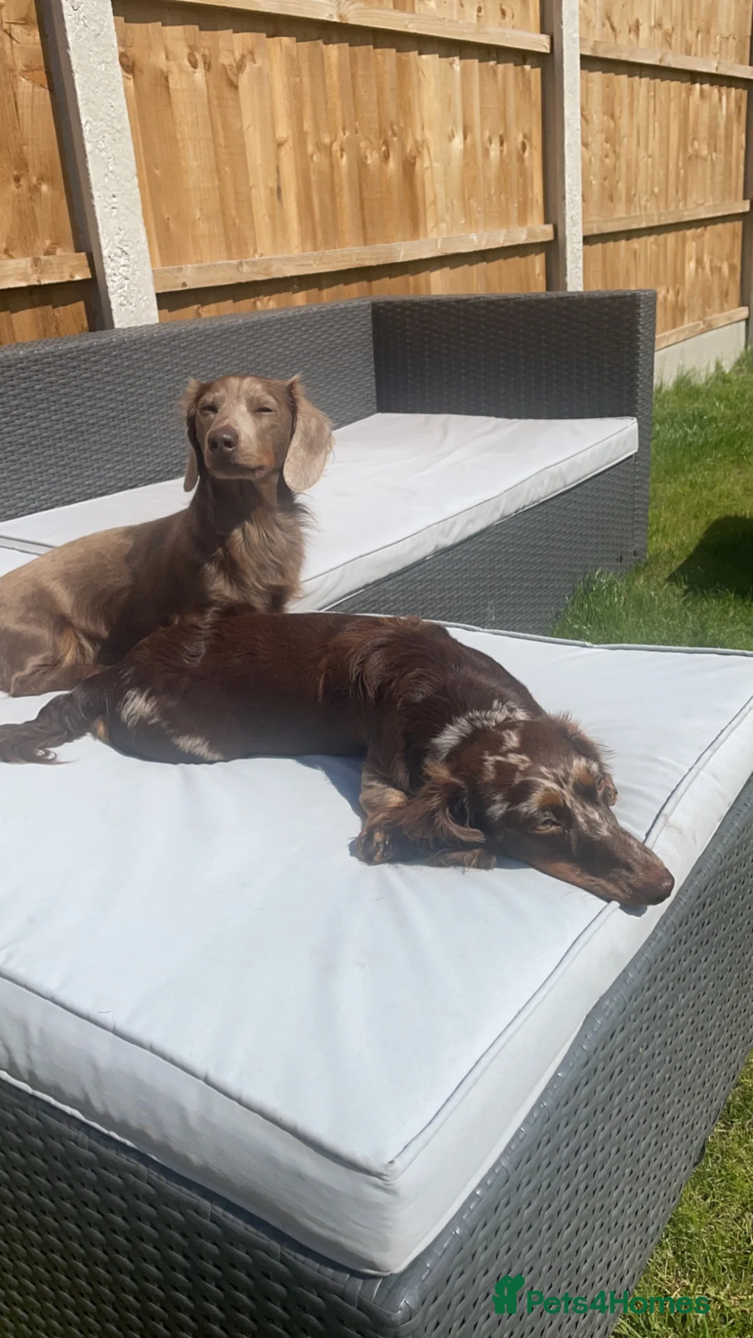Dachshund dogs for sale: Ziggy and Zara  - Advert 7