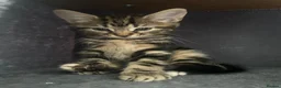Mixed Breed cats for sale: Bengal/blue bengal kittens 👀🏡 - Advert 7