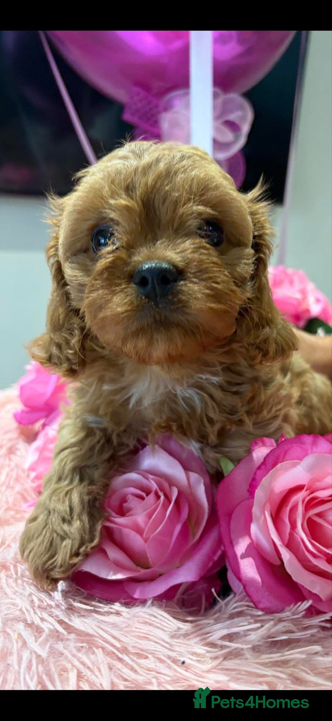 Cavapoo dogs for sale: Ruby &black n tan boys and girls  - Image 18