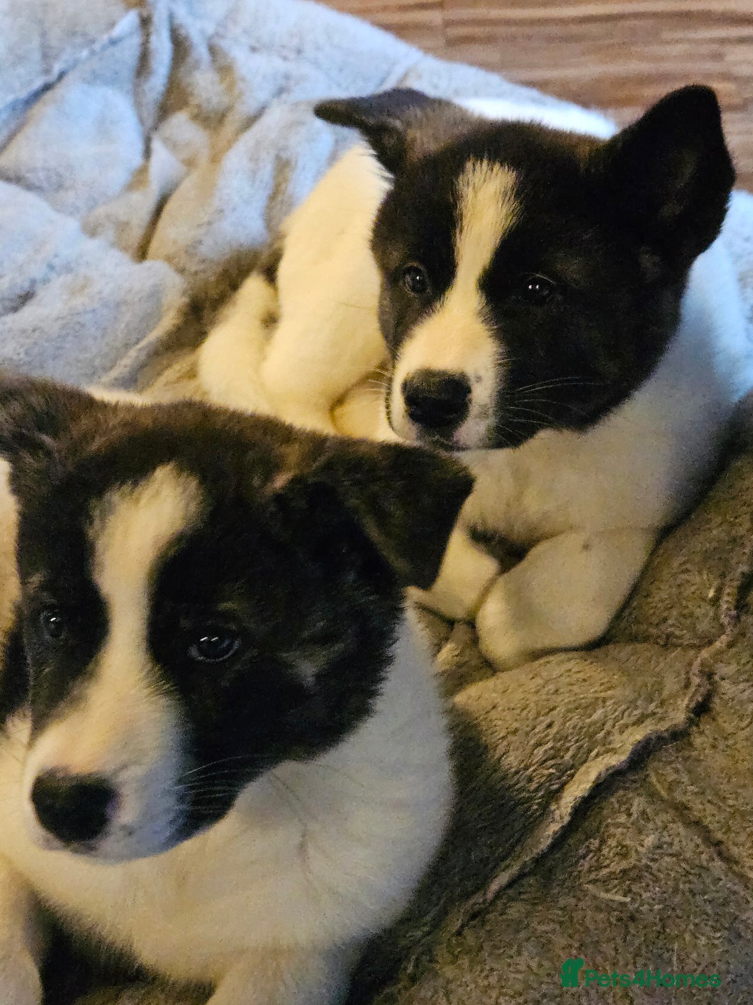 Akita dogs for sale: Beautiful Akita puppies - Advert 1