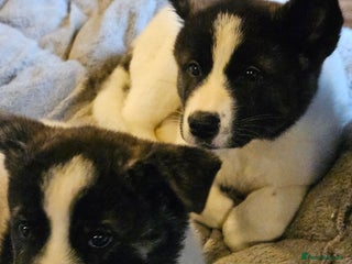 Akita dogs Beautiful Akita puppies - Advert 3