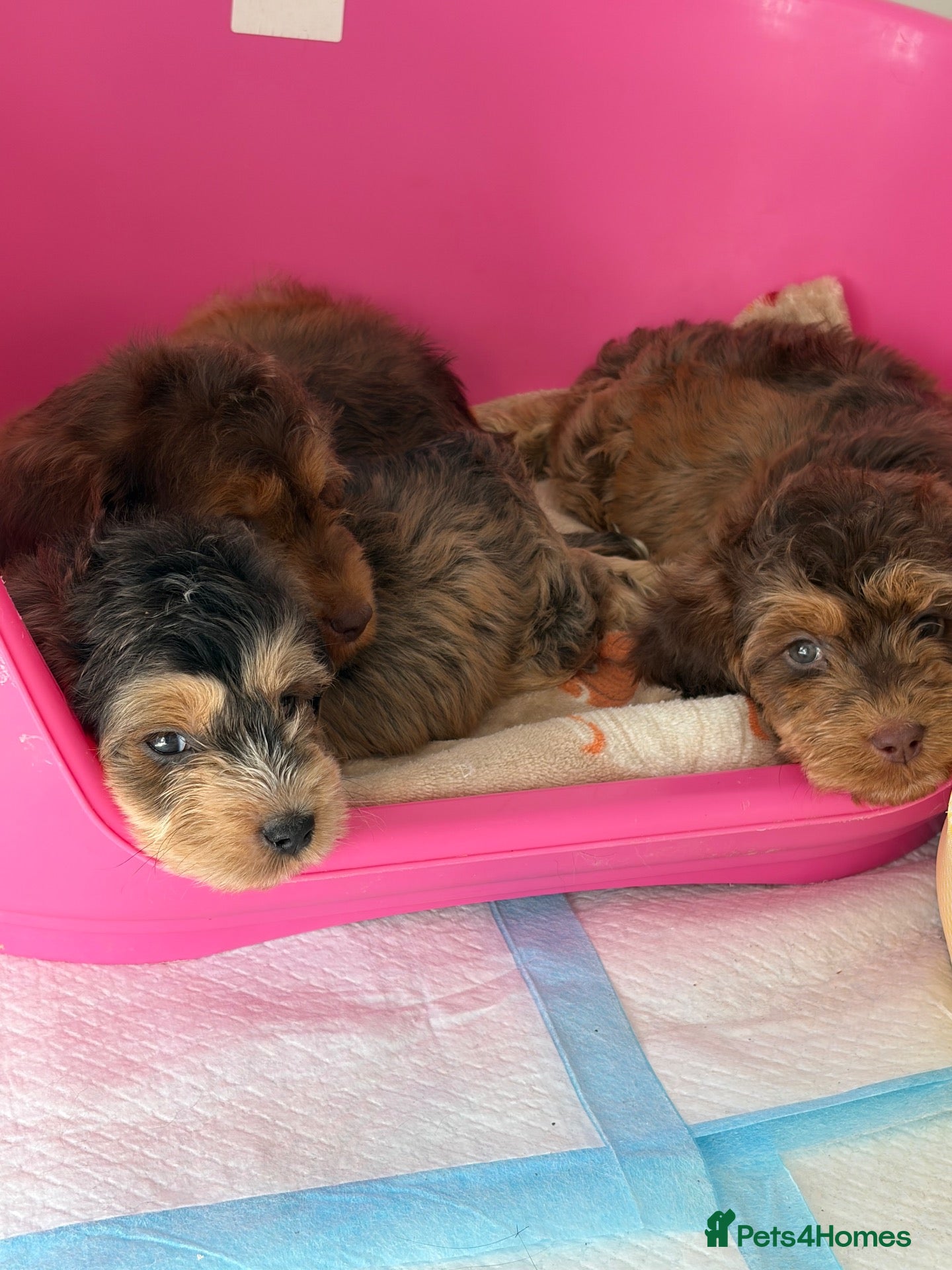 Cockapoo dogs for sale: Stunning sable cockerpoos  - Advert 1