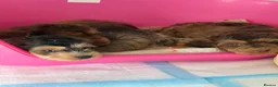 Cockapoo dogs for sale: Stunning sable cockerpoos  - Advert 1