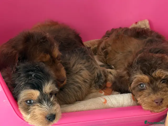 Cockapoo dogs for sale: Stunning sable cockerpoos - Advert 1