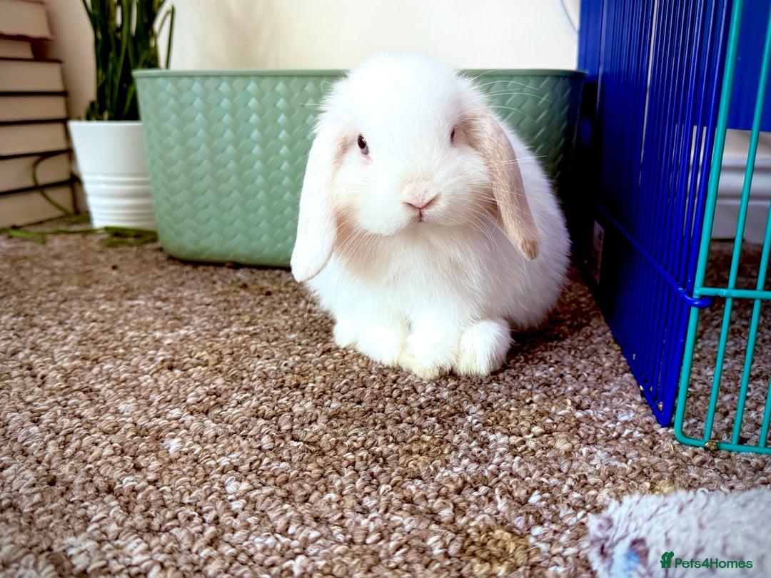 Mini Lop rabbits for sale: Mini lop babies - Image 23