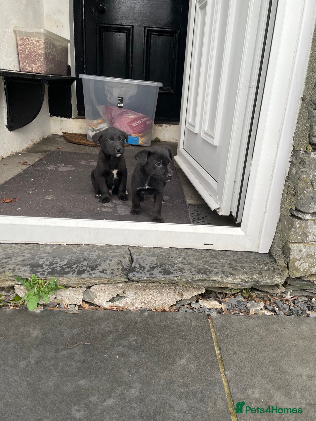 Borador dogs for sale: ⚫️lab x collie puppies ⚪️ - Advert 5