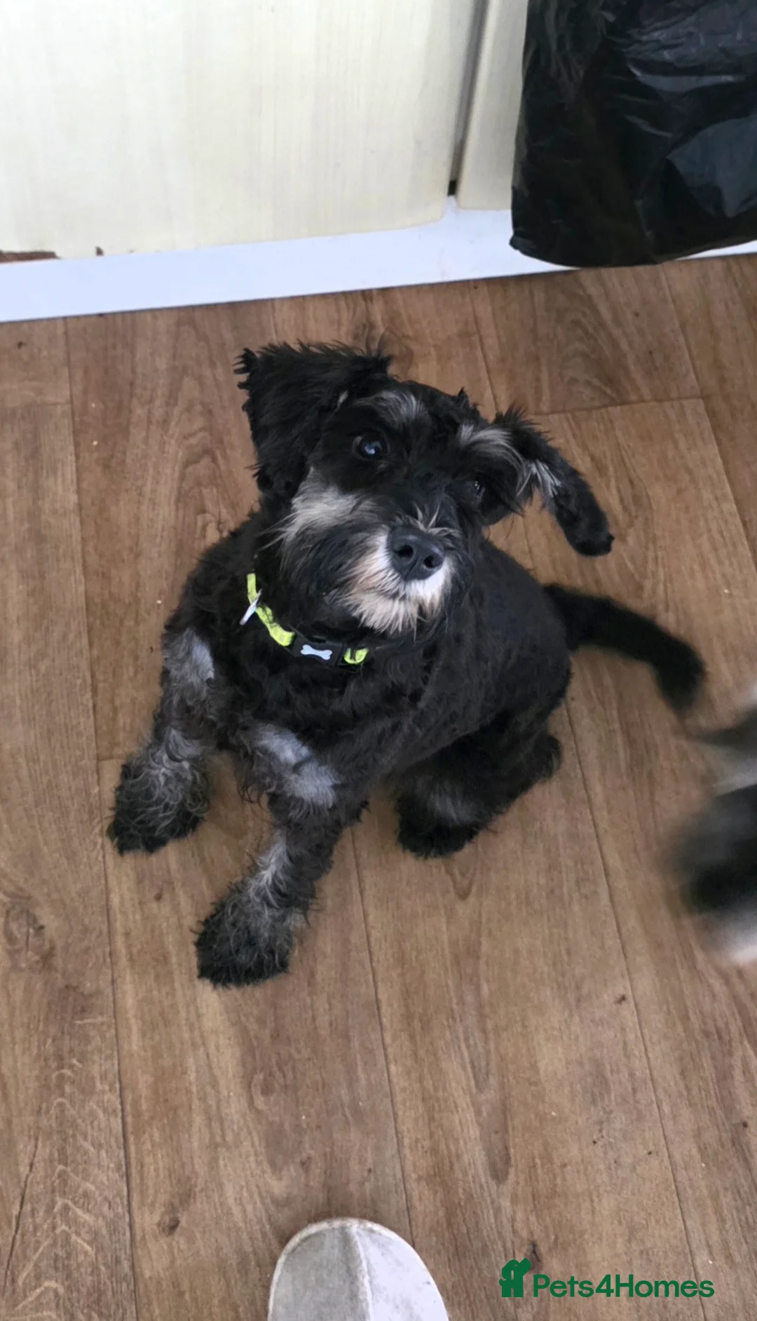 Miniature Schnauzer dogs for sale: KC REG 10 month old girl - Advert 1
