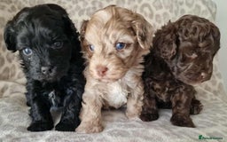 Mixed Breed dogs for sale: Mikipoos  - Image 10