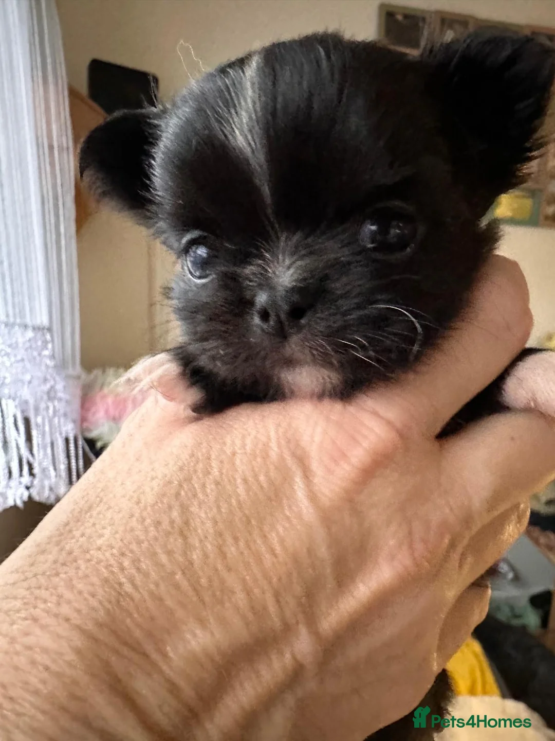 Chihuahua dogs for sale: Long hair, beautiful chihuahuas - Advert 4