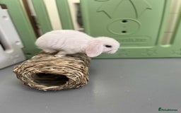Mini Lop rabbits for sale: Mini Lop White Baby Bunny Ready Now!! - Image 9