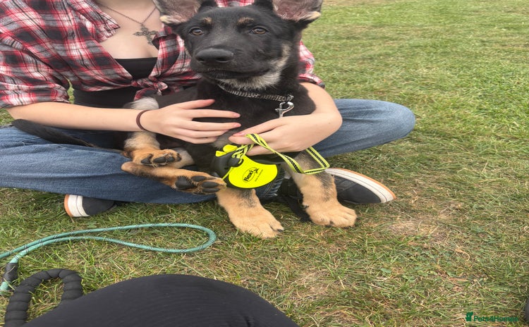 German Shepherd dogs - Advert 10