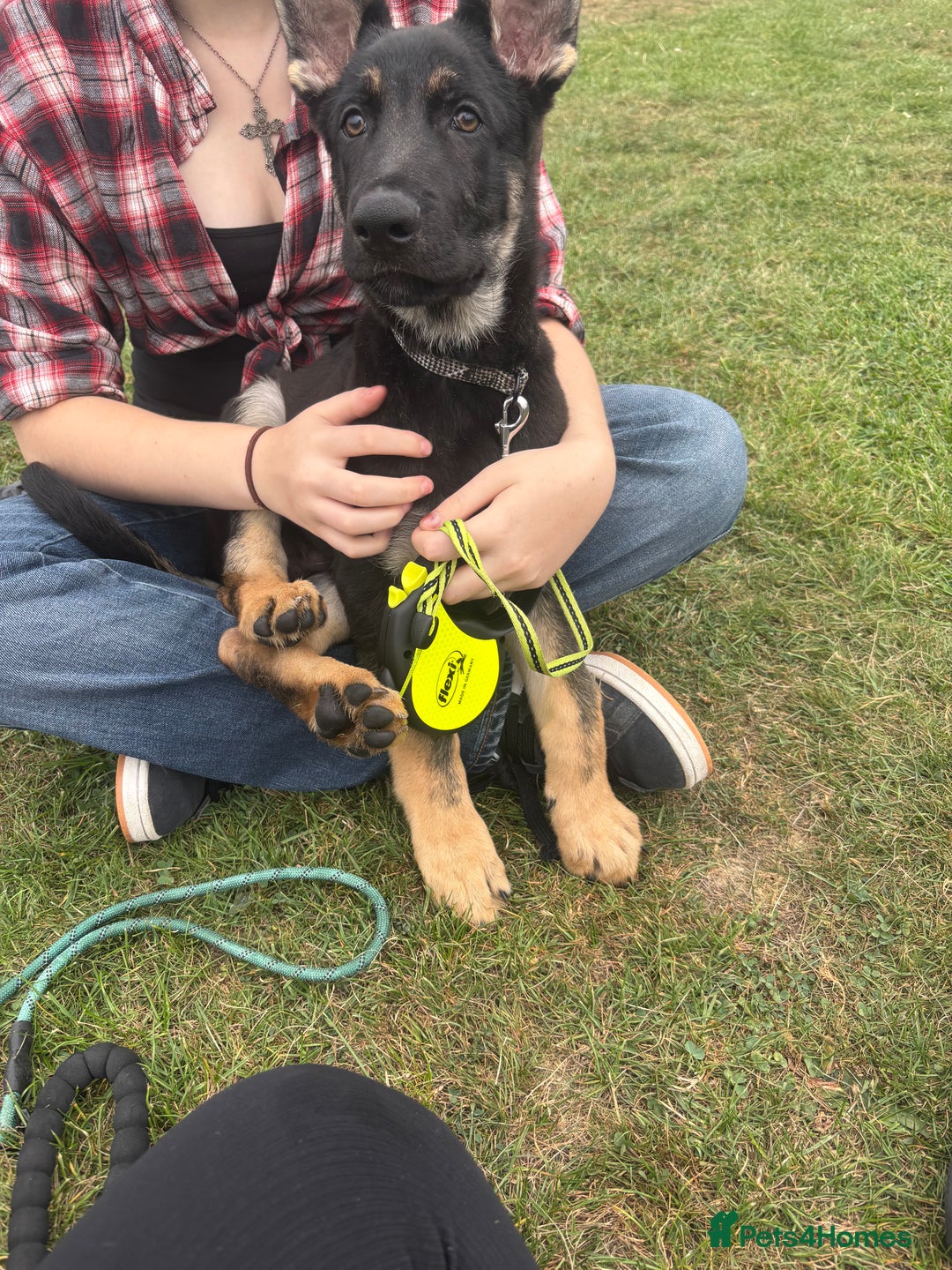 German Shepherd dogs for sale: Male German shepherd  - Image 1