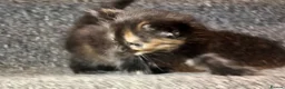 Mixed Breed cats for sale: 5 Mixed Coloured Kittens Available! - Advert 24