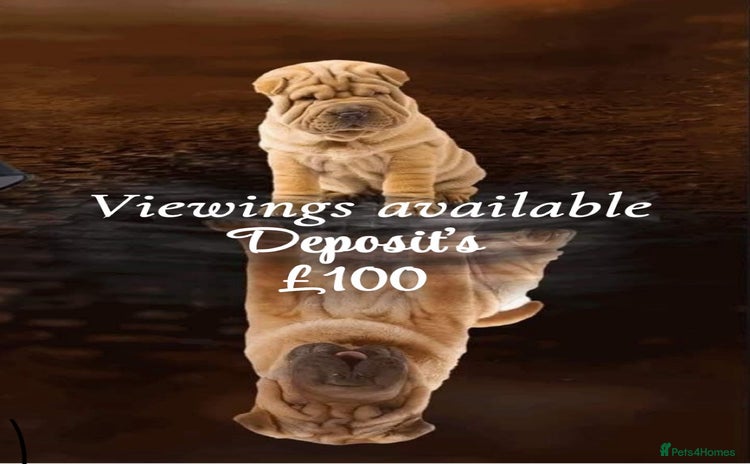 Shar Pei dogs - Advert 4