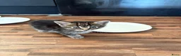 Mixed Breed cats for sale: 4 beautiful medium haired kittens.  - Advert 3
