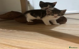 Mixed Breed cats for sale: 2 female + 2 male kittens  - Image 9