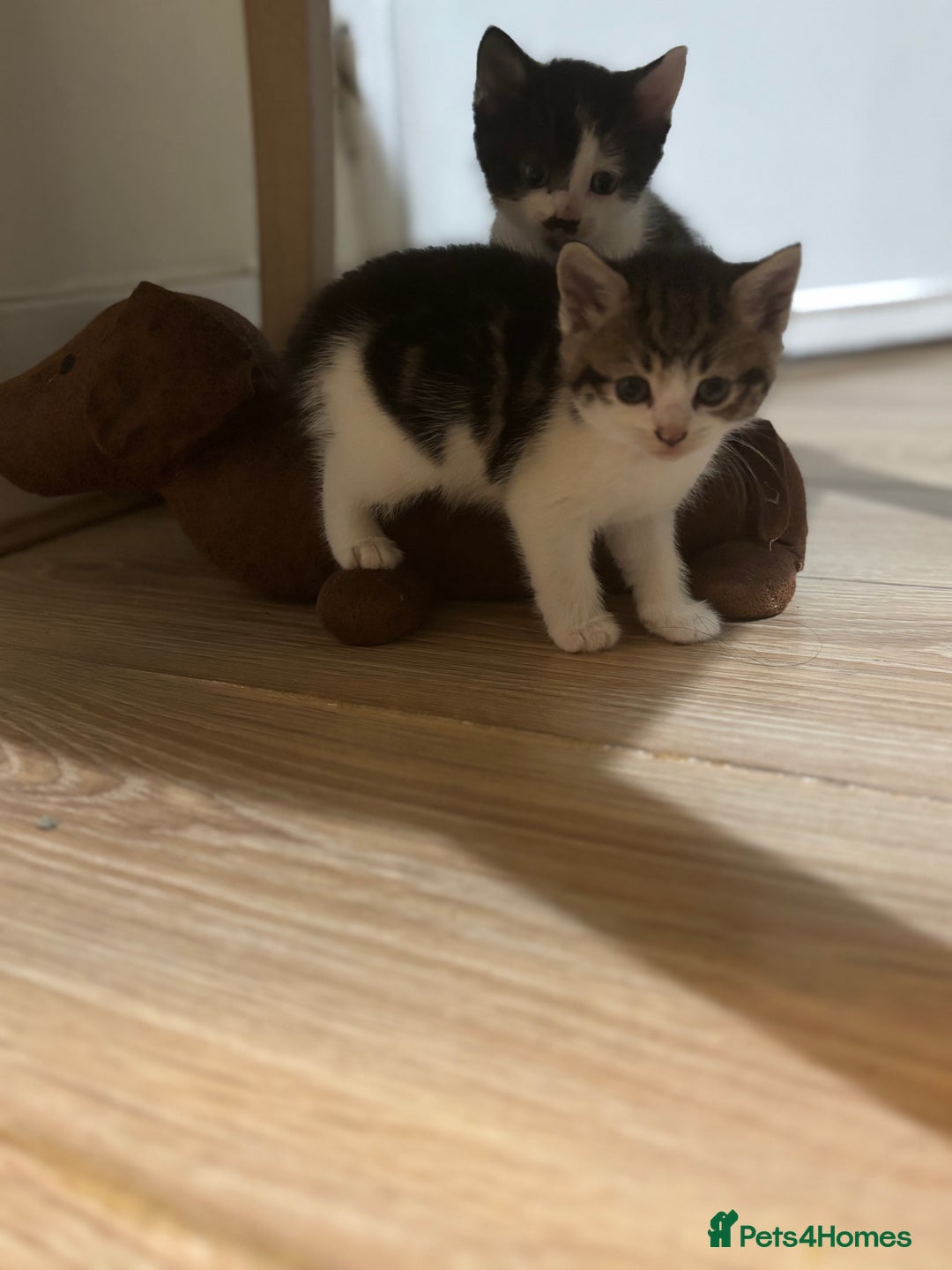 Mixed Breed cats for sale: 2 female + 2 male kittens  - Image 9