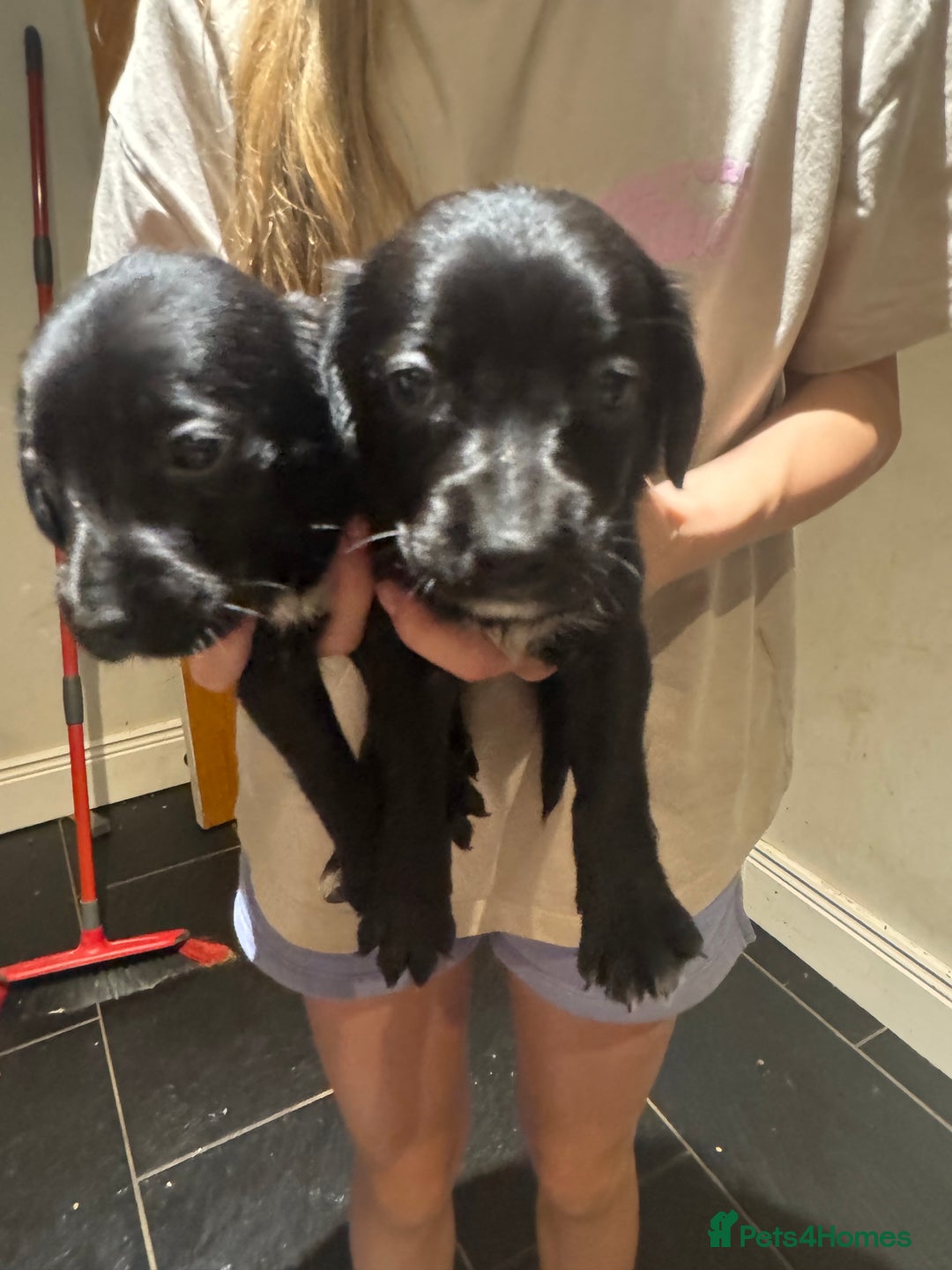 Mixed Breed dogs for sale: Sprollies - Image 5