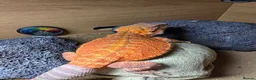 Bearded Dragon reptiles for sale: Bearded Dragon  in Bridgnorth - Advert 3