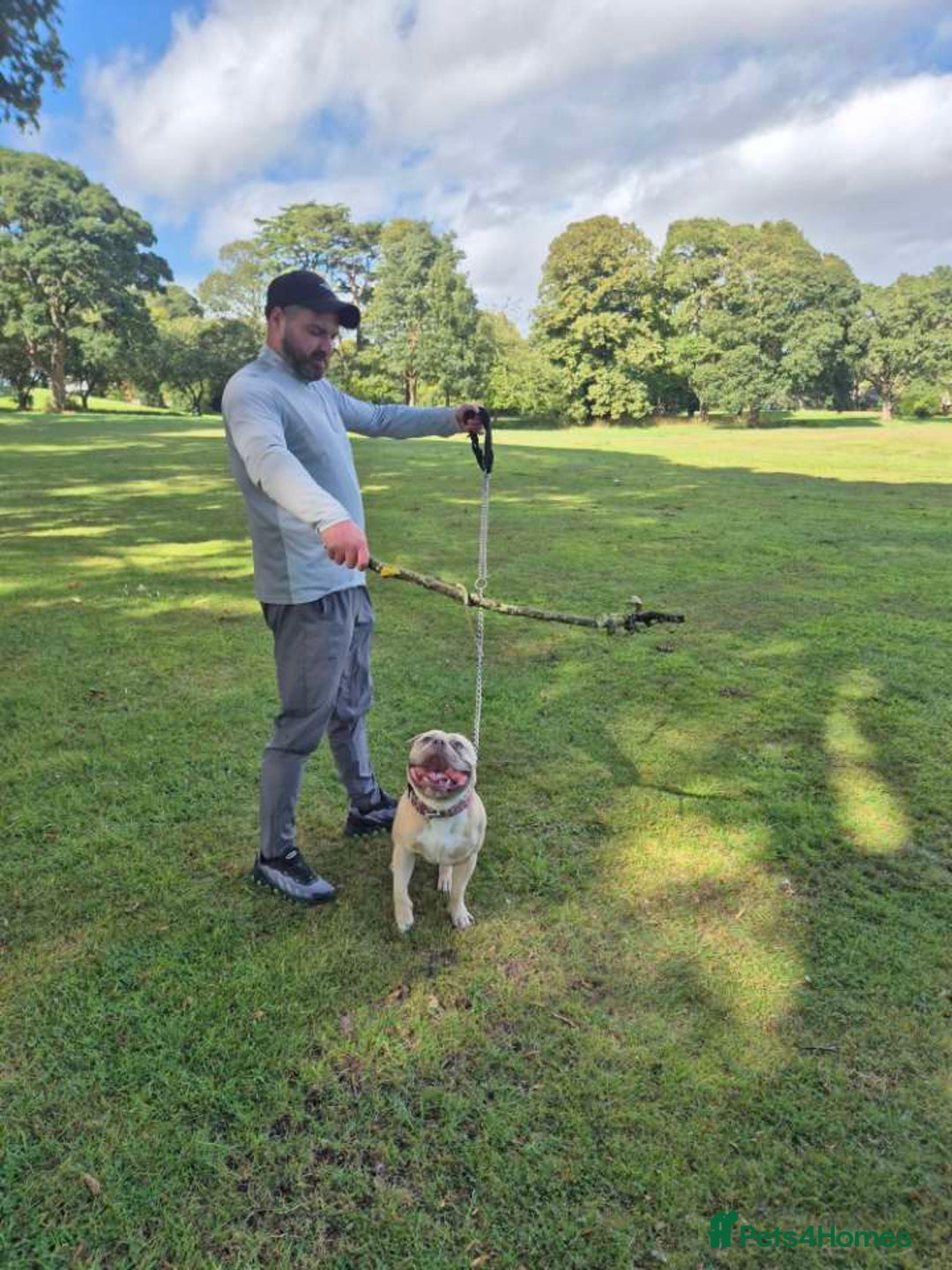 American Bully dogs for stud: BRONSON pocket bullie - Image 3
