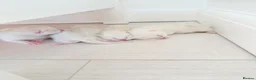 Scottish Fold cats for sale: Four kittens looking for a loving home - Advert 5
