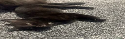 Mixed Breed cats for sale: Kittens looking for a forever home - Advert 3