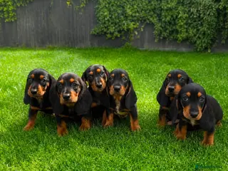 Basset Hound dogs 🐾 Mini Bassetts🐾 - Advert 4