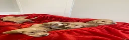 Cocker Spaniel dogs for sale: KC Reg Cocker Spaniel Puppies DNA Tested  in Aberdeen - Advert 23