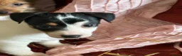 Jack Russell dogs for sale: Jack Russell puppies ready now  - Advert 3