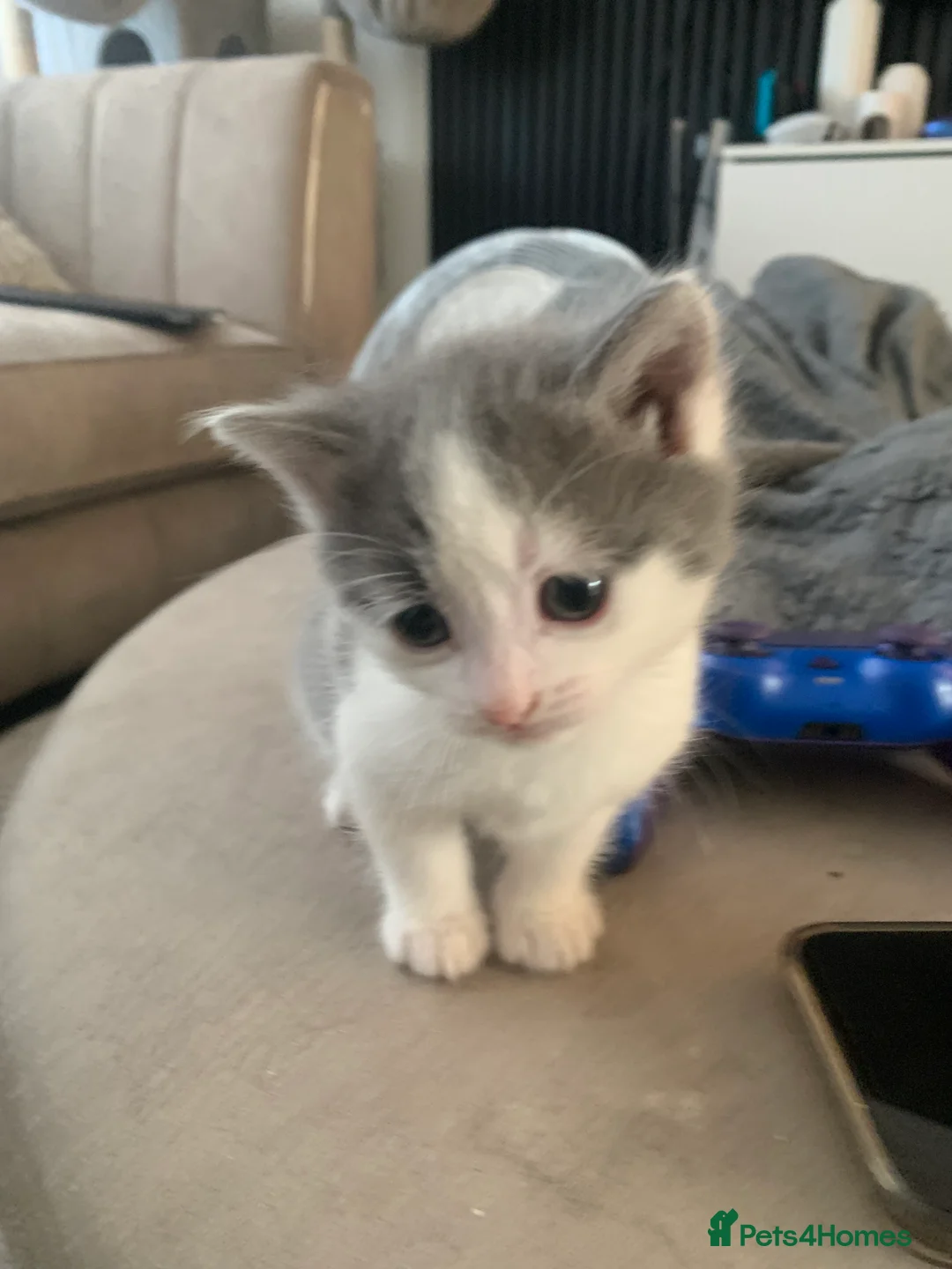 Mixed Breed cats for sale: Gorgeous Fluffy Kittens  - Advert 2