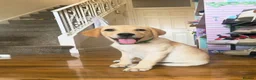 Labrador Retriever dogs for sale: READY NOW!!! KC registered Labrador Retriever  - Advert 21