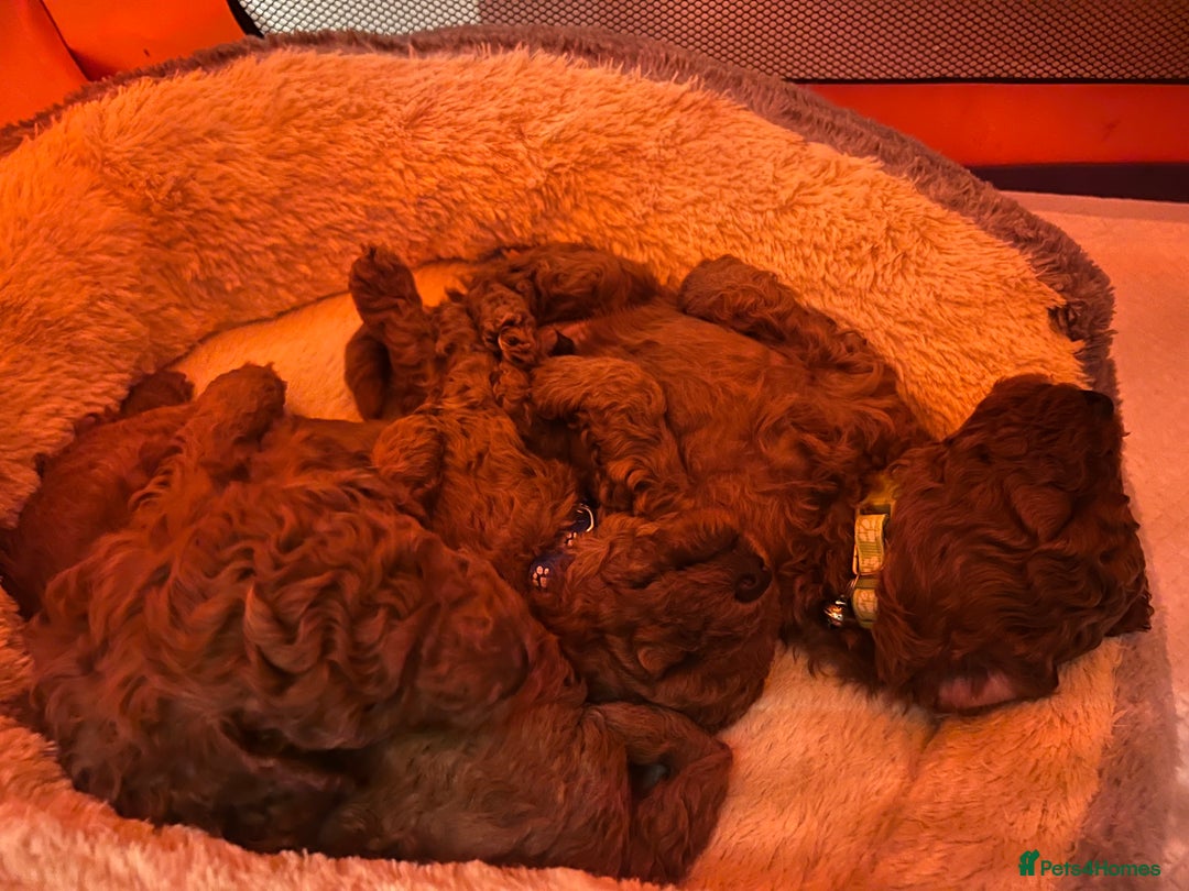Toy Poodle dogs for sale: Adorable Deep Red Toy Poodle Puppies Available! 🐾 - Image 28