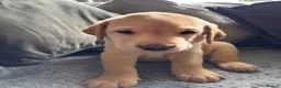 Labrador Retriever dogs for sale: Beautiful KC Registered Labrador Puppies - Advert 5