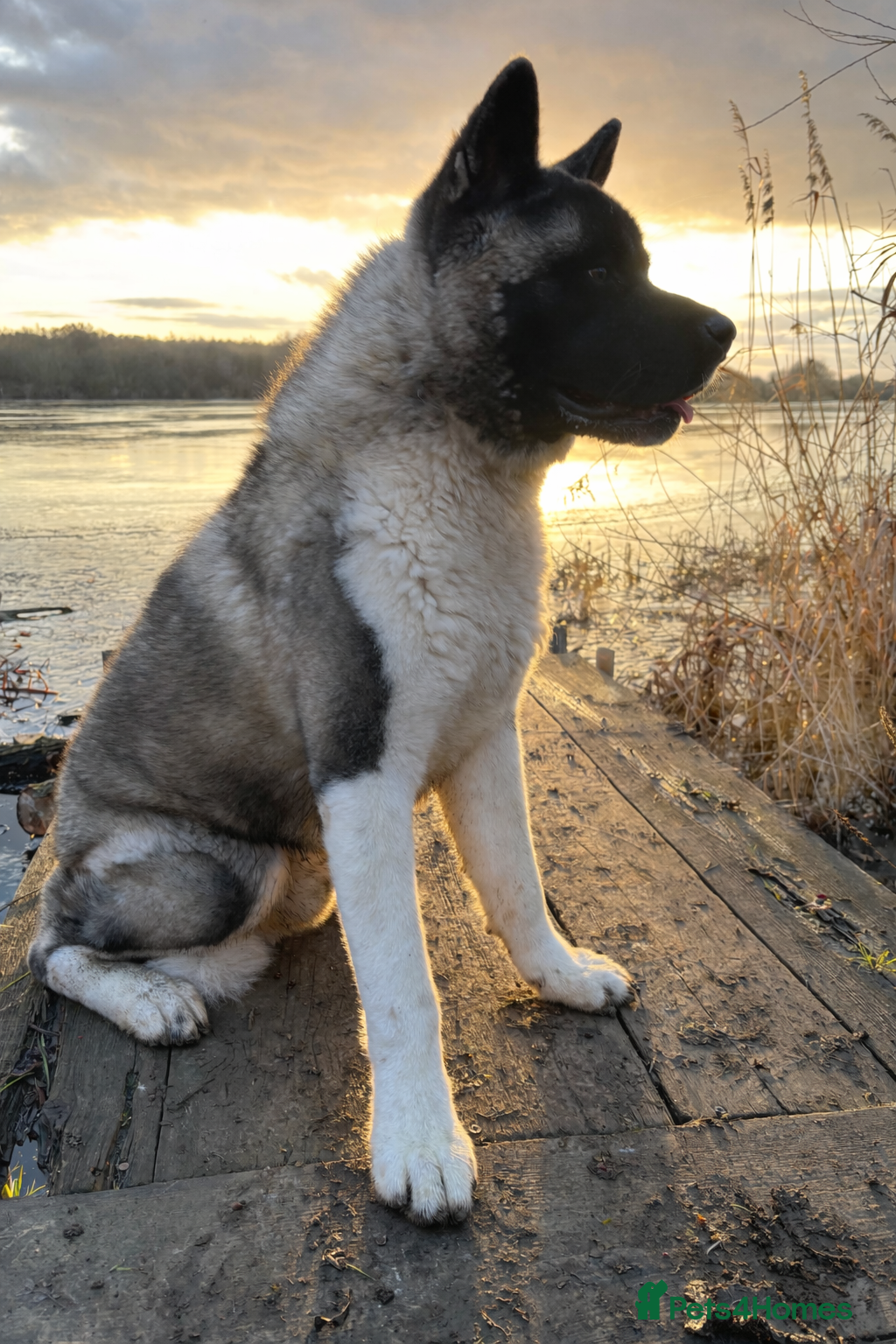 Akita dogs American Akita For Stud - Advert 2