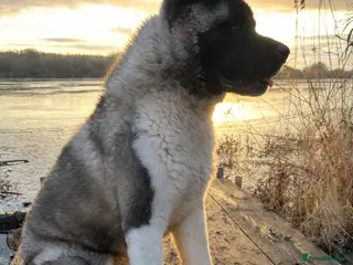 Akita dogs American Akita For Stud - Advert 2