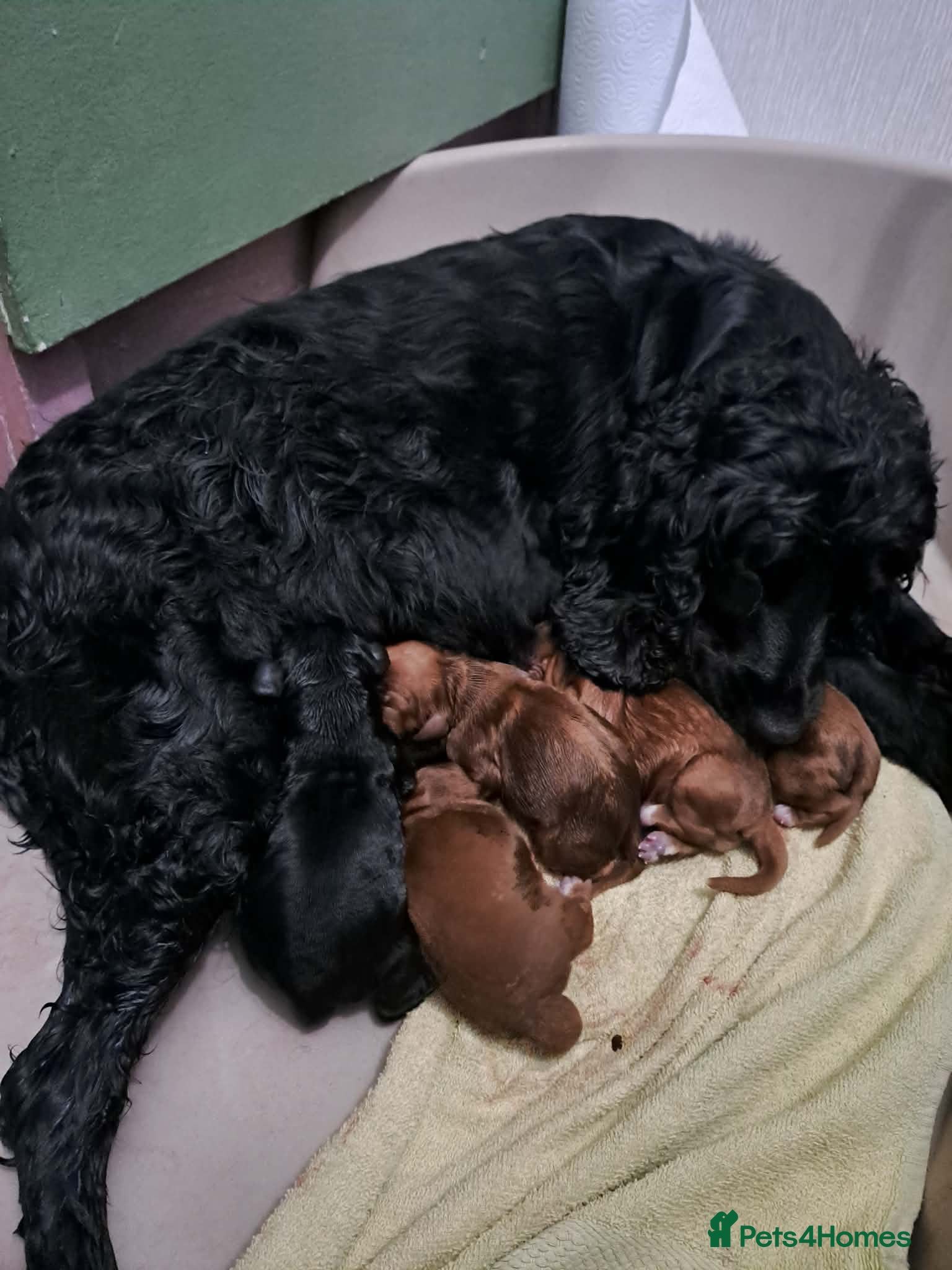 Cockalier dogs 🐶 Beautiful Cockalier Puppies 🐶 - Advert 3