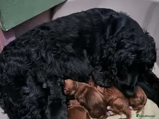 Cockalier dogs 🐶 Beautiful Cockalier Puppies 🐶 - Advert 1