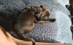 Mixed Breed dogs for sale: Beautiful litter of spaniel Cross  - Image 13