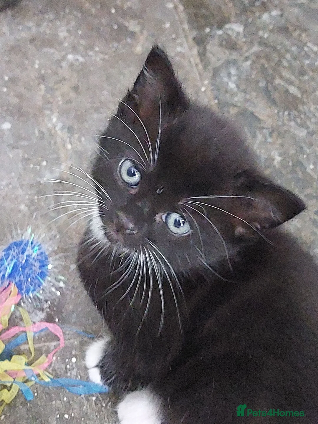 Mixed Breed cats for sale: Half Norwegian  in Yeovil - Advert 1