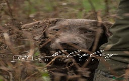 Labradoodle dogs for sale: Winter’s Rare Silver & Merle Labradoodle Puppies - Image 3