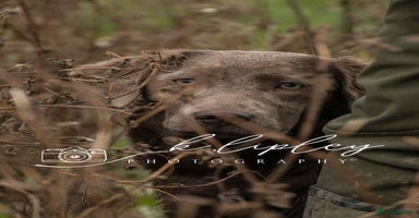 Labradoodle dogs - Advert 6
