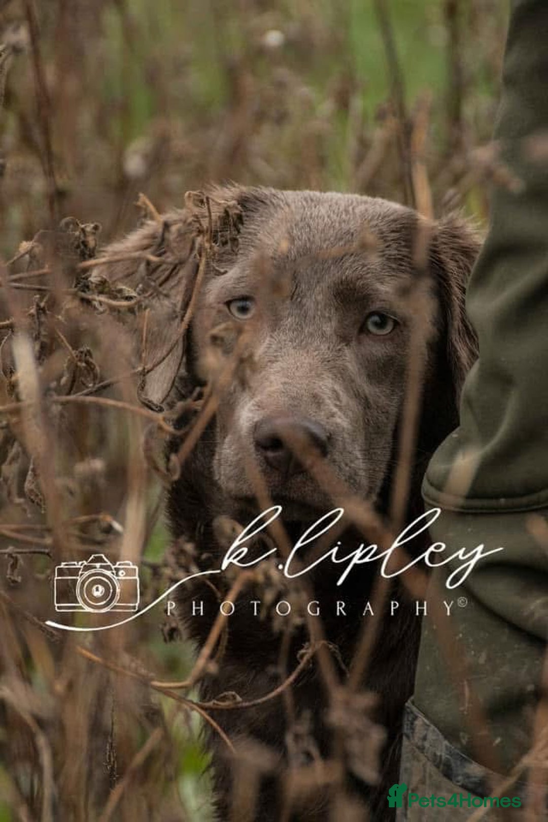 Labradoodle dogs for sale: Winter’s Rare Silver & Merle Labradoodle Puppies - Image 3
