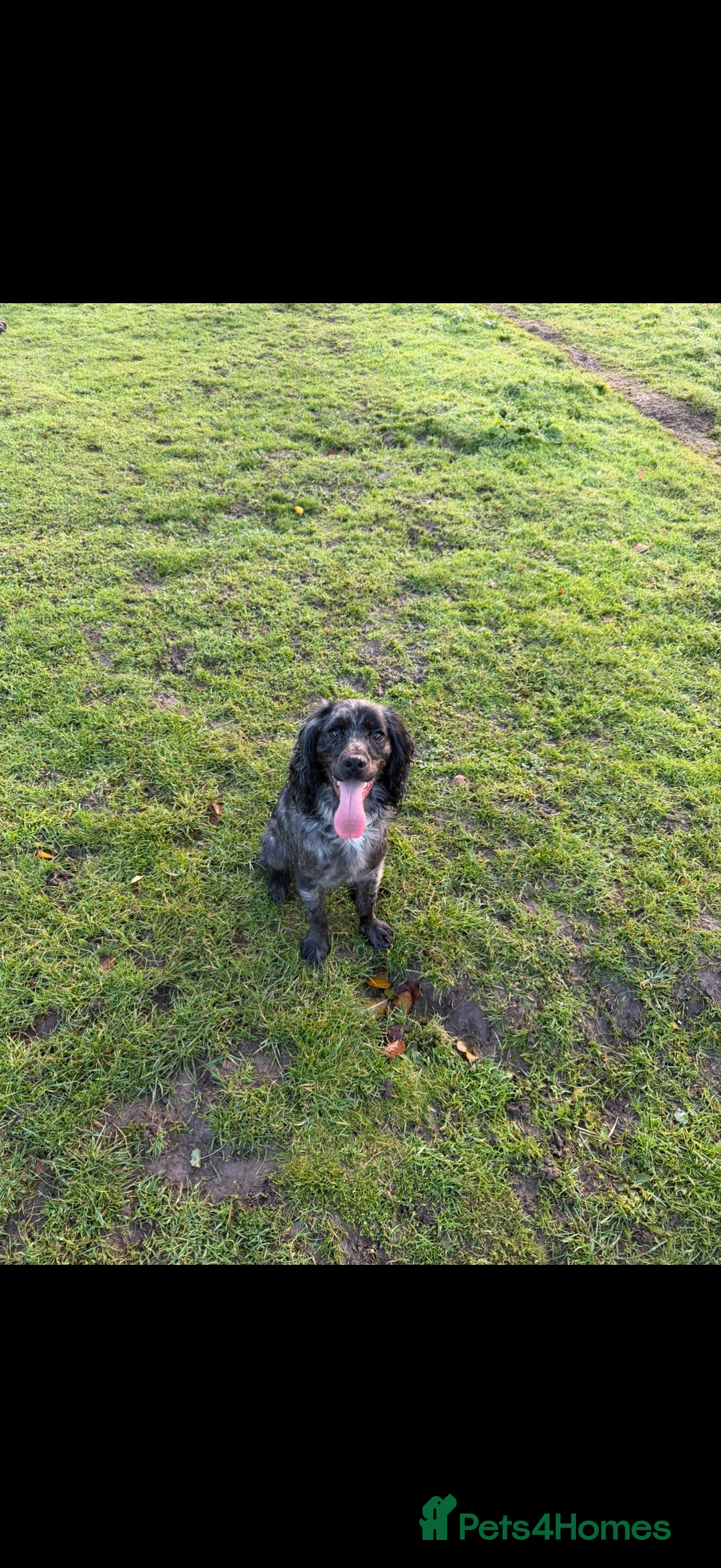 Cocker Spaniel dogs for sale: Obie  - Advert 2