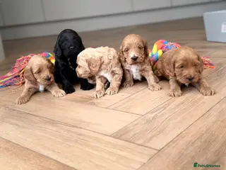 Cockapoo dogs F1 show line cockapoo puppies - Advert 17