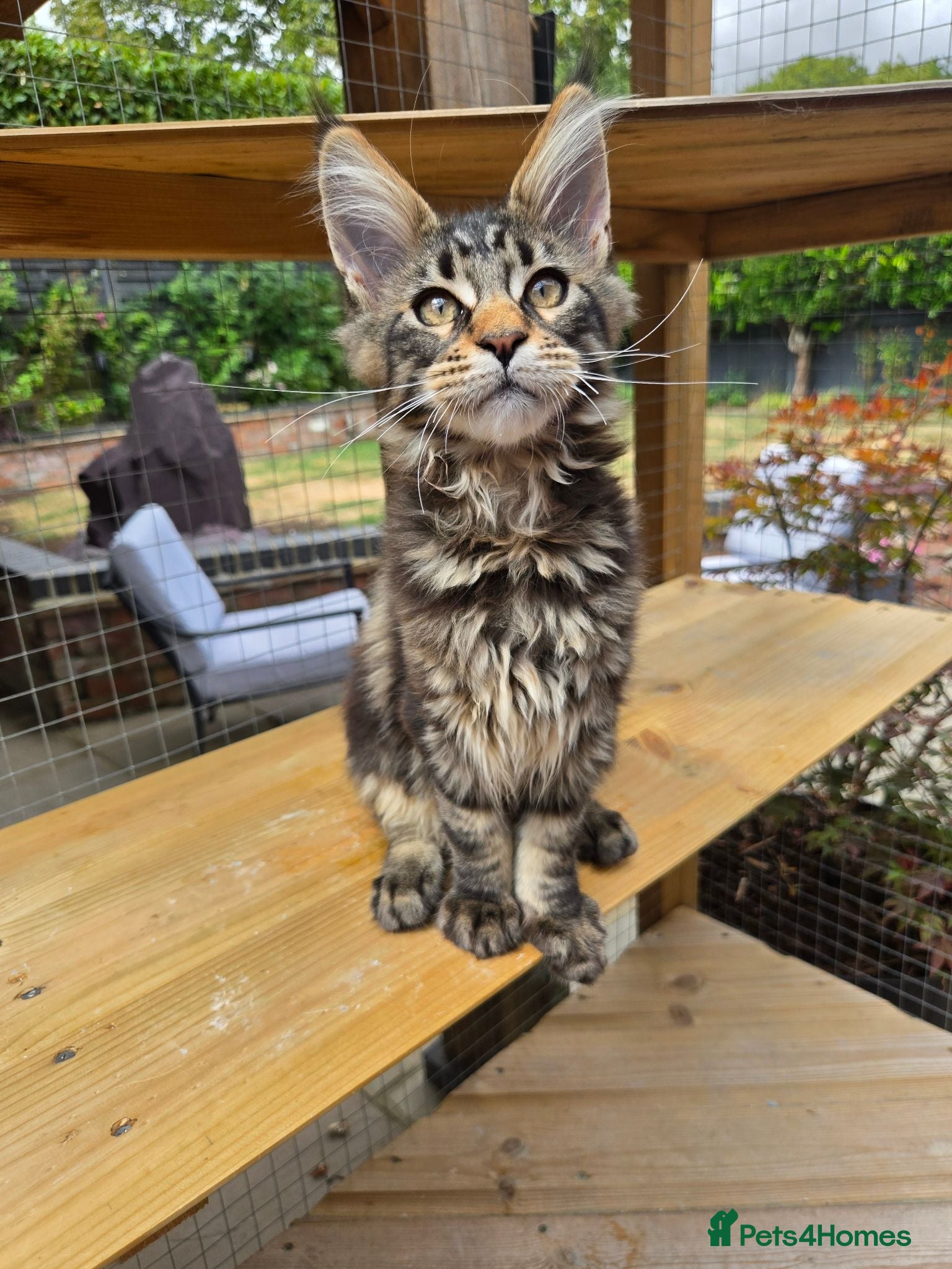 Maine Coon cats Beautiful Maine Coon kittens - Advert 2