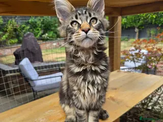 Maine Coon cats Beautiful Maine Coon kittens - Advert 2